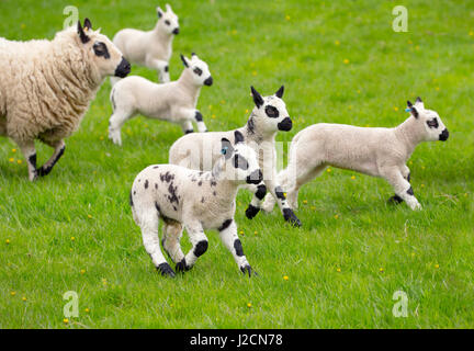 Kerry Hill Schafe Herde Ewe und Lämmer Stockfoto