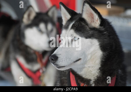 Hundeschlitten-Rennen sind eine beliebte Winter-Leidenschaft für viele Musher in den Nordklimata wie British Columbia, Yukon und Alaska, eine robuste Mischung von Tieren und menschlichen stärken. Stockfoto