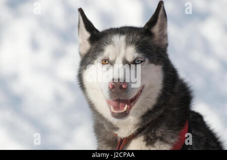 Hundeschlitten-Rennen sind eine beliebte Winter-Leidenschaft für viele Musher in den Nordklimata wie British Columbia, Yukon und Alaska, eine robuste Mischung von Tieren und menschlichen stärken. Stockfoto