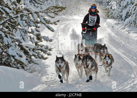 Hundeschlitten-Rennen sind eine beliebte Winter-Leidenschaft für viele Musher in den Nordklimata wie British Columbia, Yukon und Alaska, eine robuste Mischung von Tieren und menschlichen stärken. Stockfoto