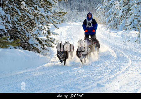 Hundeschlitten-Rennen sind eine beliebte Winter-Leidenschaft für viele Musher in den Nordklimata wie British Columbia, Yukon und Alaska, eine robuste Mischung von Tieren und menschlichen stärken. Stockfoto