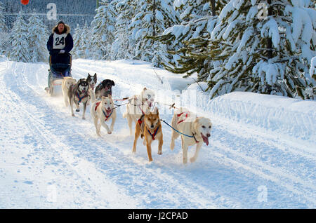 Hundeschlitten-Rennen sind eine beliebte Winter-Leidenschaft für viele Musher in den Nordklimata wie British Columbia, Yukon und Alaska, eine robuste Mischung von Tieren und menschlichen stärken. Stockfoto