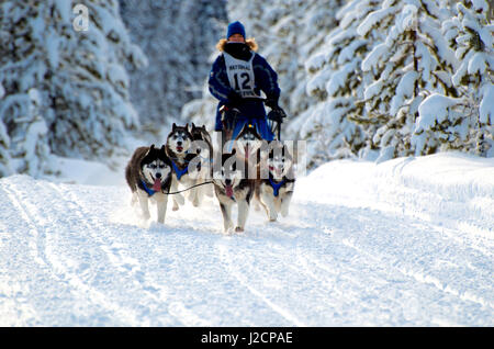 Hundeschlitten-Rennen sind eine beliebte Winter-Leidenschaft für viele Musher in den Nordklimata wie British Columbia, Yukon und Alaska, eine robuste Mischung von Tieren und menschlichen stärken. Stockfoto