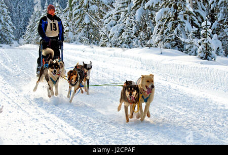 Hundeschlitten-Rennen sind eine beliebte Winter-Leidenschaft für viele Musher in den Nordklimata wie British Columbia, Yukon und Alaska, eine robuste Mischung von Tieren und menschlichen stärken. Stockfoto