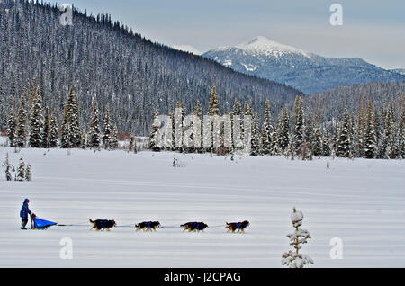Hundeschlitten-Rennen sind eine beliebte Winter-Leidenschaft für viele Musher in den Nordklimata wie British Columbia, Yukon und Alaska, eine robuste Mischung von Tieren und menschlichen stärken. Stockfoto
