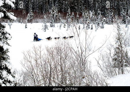 Hundeschlitten-Rennen sind eine beliebte Winter-Leidenschaft für viele Musher in den Nordklimata wie British Columbia, Yukon und Alaska, eine robuste Mischung von Tieren und menschlichen stärken. Stockfoto