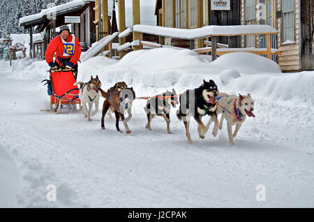Hundeschlitten-Rennen sind eine beliebte Winter-Leidenschaft für viele Musher in den Nordklimata wie British Columbia, Yukon und Alaska, eine robuste Mischung von Tieren und menschlichen stärken. Hundeschlitten Rennen im historischen Barkerville, b.c. Stockfoto
