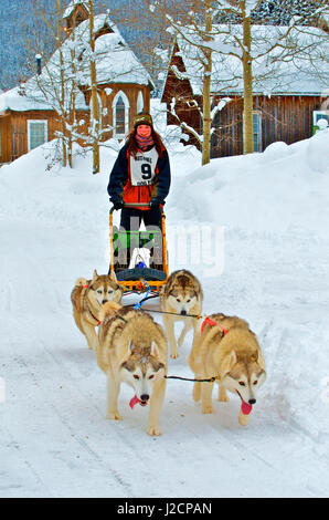 Hundeschlitten-Rennen sind eine beliebte Winter-Leidenschaft für viele Musher in den Nordklimata wie British Columbia, Yukon und Alaska, eine robuste Mischung von Tieren und menschlichen stärken. Hundeschlitten Rennen im historischen Barkerville, b.c. Stockfoto