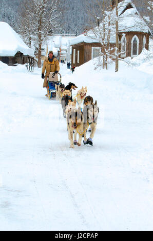 Hundeschlitten-Rennen sind eine beliebte Winter-Leidenschaft für viele Musher in den Nordklimata wie British Columbia, Yukon und Alaska, eine robuste Mischung von Tieren und menschlichen stärken. Hundeschlitten Rennen im historischen Barkerville, b.c. Stockfoto