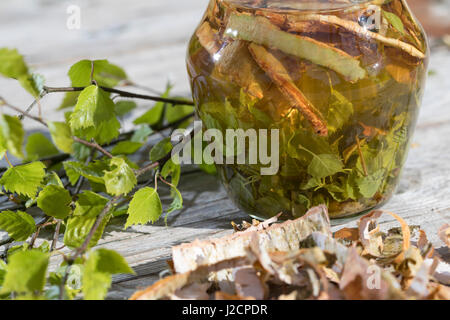 Birkenöl, Birken-Creme aus Birkenblättern Und Birkenrinde, Birken-Feierstimmung, Birken-Rinde, Blätter, Blatt. Hänge-Birke, Sand-Birke, Birke, Hängebirke, Stockfoto