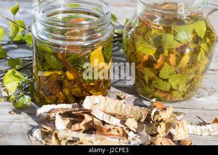 Birkenöl, Birken-Creme aus Birkenblättern Und Birkenrinde, Birken-Feierstimmung, Birken-Rinde, Blätter, Blatt. Hänge-Birke, Sand-Birke, Birke, Hängebirke, Stockfoto