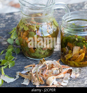 Birkenöl, Birken-Creme aus Birkenblättern Und Birkenrinde, Birken-Feierstimmung, Birken-Rinde, Blätter, Blatt. Hänge-Birke, Sand-Birke, Birke, Hängebirke, Stockfoto