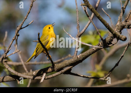 Gelben Warbler Stockfoto