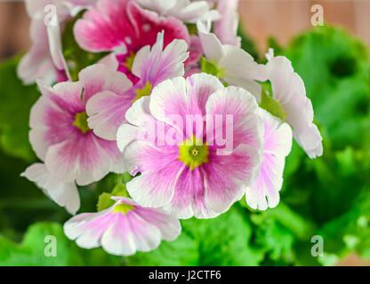 Primula Obconica berühre mich, Rosa mit weißen Blüten, grüne Blätter, in der Nähe von Holz Hintergrund Stockfoto