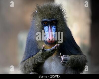 Junge weibliche westafrikanischen Mandrill Affe (Mandrillus Sphinx) in Nahaufnahme Stockfoto