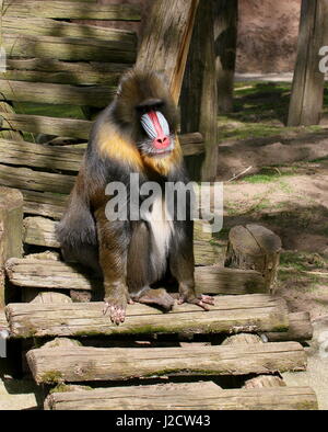 Ältere männliche westafrikanischen Mandrill (Mandrillus Sphinx) in Ouwehands Dierenpark Rhenen Zoo, Niederlande Stockfoto