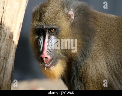 Bunte Gesicht eines juvenilen Mandrill-Affen (Mandrillus Sphinx) Stockfoto