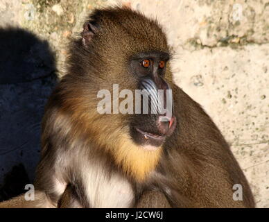 Nahaufnahme des Gesichts eines juvenilen Mandrill-Affen (Mandrillus Sphinx) Stockfoto