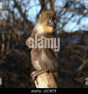 Juvenile Mandrill-Affen (Mandrillus Sphinx) Stockfoto