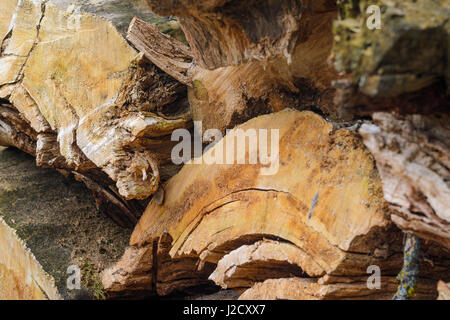 Natürlichen hölzernen Hintergrund - Nahaufnahme von Scheitholz. Brennholz gestapelt und vorbereitet für den Winter Haufen von Stückholz Stockfoto