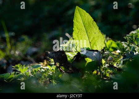 Blatt auf dem englischen Land Stockfoto