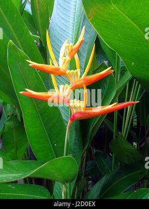 Orange und gelbe Heliconia. Stockfoto