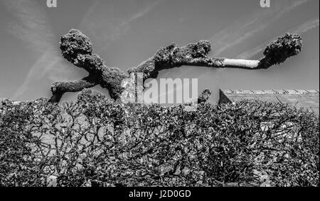 Blick über die Hecke Monster Form Ray Boswell Stockfoto