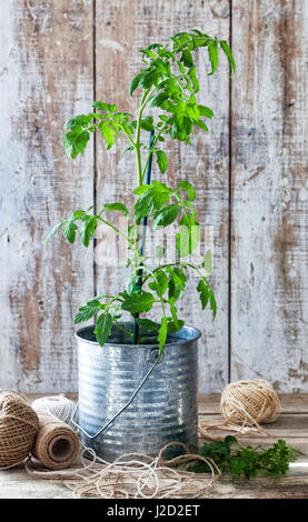 Vorbereitung eines städtischen Gemüsegartens: Tomatenpflanze in einem Zinn Topf auf einem Holztisch. Stockfoto