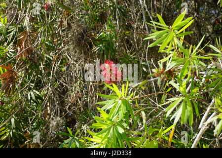 Rot Flaschenbürste Blume callistemon Stockfoto