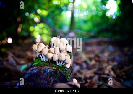 Pilze auf einem Baumstamm Stockfoto