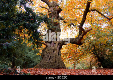 Eine mächtige Eiche im herbstlichen Glanz Stockfoto