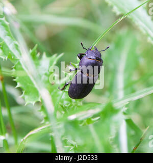 Käfer auf Rasen Stockfoto