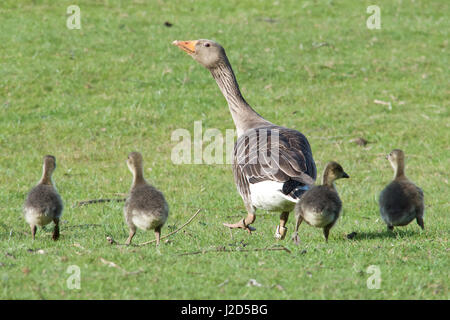 Gans und Gänschen Stockfoto