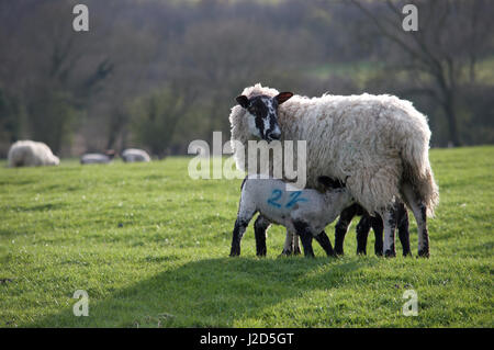 Schaf und Lamm Stockfoto