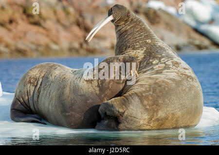 Kanada, Territorium Nunavut, Repulse Bay, Walross (Odobenus Rosmarus) und Kalb ruht auf kleinen Eisberg in Frozen-Straße in der Nähe von White Island entlang der Hudson Bay Stockfoto