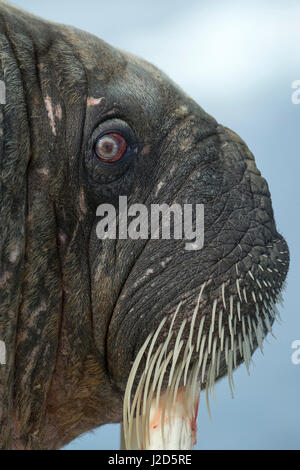 Kanada, Territorium Nunavut, Repulse Bay, close-up Portrait von Walross (Odobenus Rosmarus) ruht auf Eisschollen in der gefrorenen Straße in der Nähe von White Island entlang der Hudson Bay Stockfoto