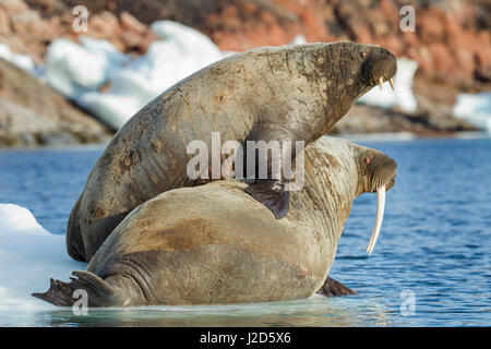 Kanada, Territorium Nunavut, Repulse Bay, Walross (Odobenus Rosmarus) und Kalb auf kleinen Eisberg in Frozen-Straße in der Nähe von White Island entlang der Hudson Bay Stockfoto