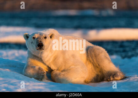 Kanada, Territorium Nunavut, Erwachsene männliche Eisbären (Ursus Maritimus) ruht auf treiben Packeis in der Nähe der Mündung des Wager Bay und Ukkusiksalik-Nationalpark Stockfoto