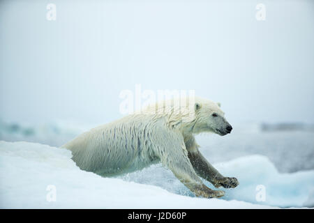 Kanada, in der Nähe von Nunavut Territory, Repulse Bay, Eisbär (Ursus Maritimus) zwischen Meer Eisberge schmelzen leaping Harbor Islands Stockfoto