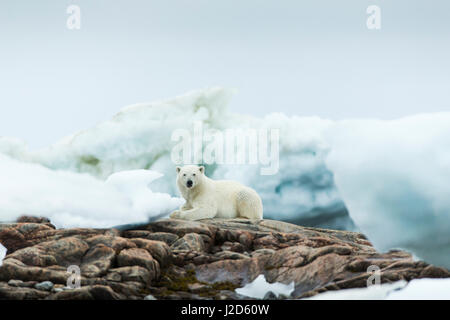 Kanada, Nunavut Territory, Repulse Bay, Eisbär (Ursus Maritimus) ruht auf felsigen Küstenlinie von Harbor Islands Stockfoto