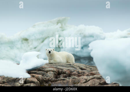 Kanada, Nunavut Territory, Repulse Bay, Eisbär (Ursus Maritimus) ruht auf felsigen Küstenlinie von Harbor Islands Stockfoto
