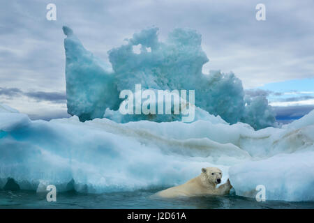 Kanada, in der Nähe von Nunavut Territory, Repulse Bay, Eisbär (Ursus Maritimus) klettern auf schmelzenden Eisberg Harbor Islands Stockfoto