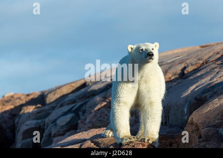 Kanada, Nunavut Territory, Repulse Bay, Eisbär (Ursus Maritimus) stehend auf felsige Küste bei Sonnenaufgang entlang der Hudson Bay Stockfoto