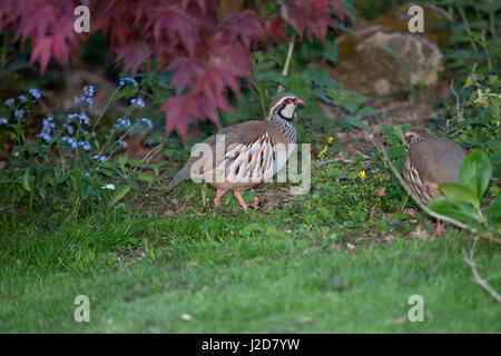 Rothuhn, Alectoris Rufa, in einem Garten in Wales, uk Stockfoto