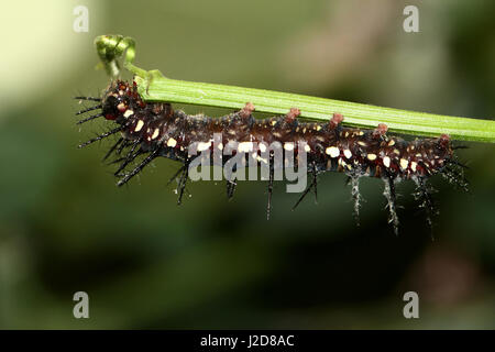 Stachelig und exotischen Raupe des Orange Julia Longwing oder Julia Butterfly (Dryas Iulia) von den USA bis hin zu Bolivien, einschließlich der Karibik. Stockfoto