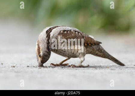 Auf der Suche nach Ameisen auf einem Radweg Wendehals Stockfoto