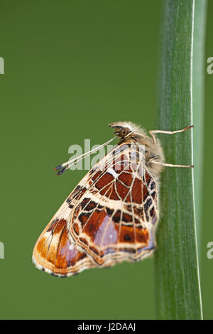 Karte Schmetterling; Araschnia levana Stockfoto