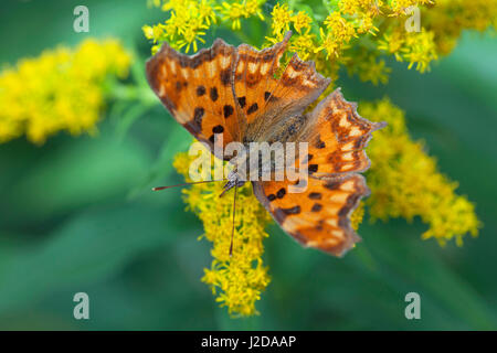 Foto von einem Komma-Schmetterling Stockfoto