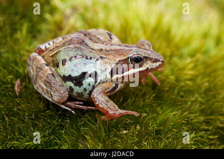 Foto von einer weiblichen moorfrog Stockfoto