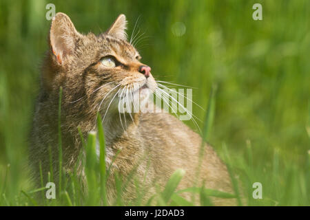 Foto der Europäischen Wildkatze Stockfoto